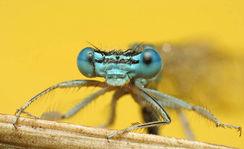 脸,头,脸颊,无人,站,横图,室内,特写,白天,正面,植物,黄色背景,朦胧,模糊,昆虫,枝条,注视,树,树木,树枝,一只,动物,观察,看,站着,摄影,影棚,观看,察看,关注,益虫,豆娘,蜻蛉,虬枝,枝杈,头部,脸部,脸蛋,面部,站立,半身,彩图,影棚拍摄,拍摄