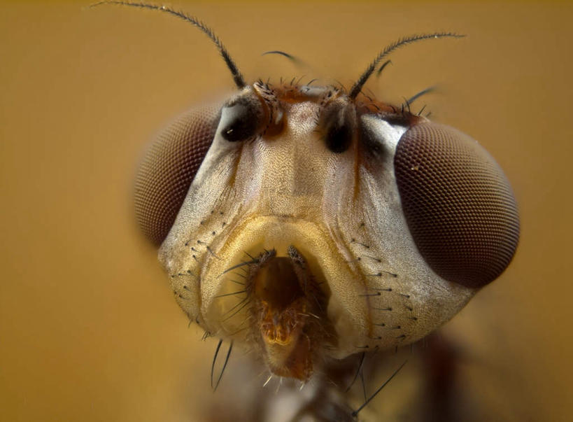 脸,头,脸颊,无人,横图,室内,特写,白天,正面,苍蝇,朦胧,模糊,细菌,昆虫,注视,动物,观察,看,摄影,影棚,观看,察看,关注,病菌,害虫,传染,四害,头部,脸部,脸蛋,面部,半身,彩图,影棚拍摄,拍摄