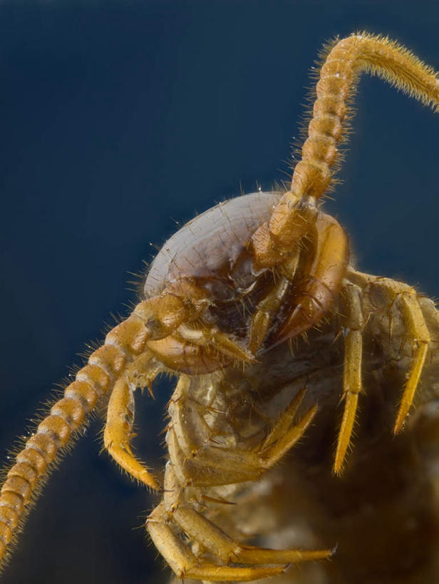 无人,竖图,室外,特写,白天,背景,正面,阴影,朦胧,模糊,反射,触须,影子,一只,蓝色,动物,毛茸茸,有毒,节肢动物,蜈蚣,百脚,百足虫,天龙,配景,半身,布景,彩图