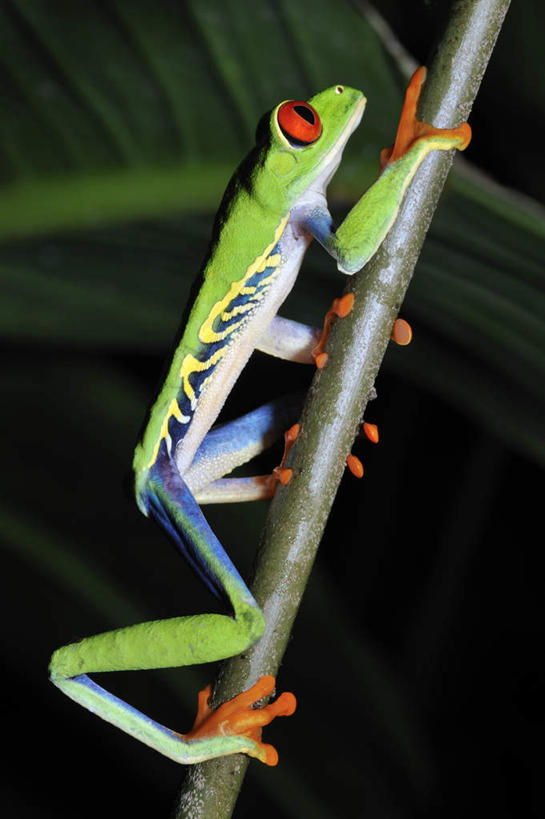 无人,竖图,室外,特写,白天,侧面,旅游,度假,美景,植物,野生动物,叶子,阴影,朦胧,模糊,光线,红眼树蛙,树蛙,影子,景观,绿叶,枝条,注视,娱乐,树,树木,树枝,一只,绿色,阳光,自然,动物,观察,看,趴着,享受,休闲,嫩叶,景色,放松,可爱,活泼,观看,察看,关注,自然风光,虬枝,枝杈,叶,叶片,趴,彩图,全身