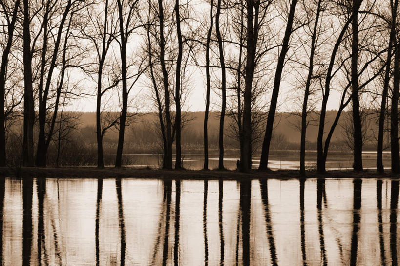 无人,横图,室外,白天,正面,旅游,度假,湖,湖泊,美景,水,植物,欧洲,乌克兰,一排,许多,阴影,整齐,光线,影子,湖面,景观,水流,水面,枯树,枝条,很多,娱乐,树,树木,树枝,排列,倒影,阳光,自然,湖水,享受,休闲,景色,放松,倒映,队列,自然风光,东欧,乌克兰共和国,反照,虬枝,枝杈,彩图