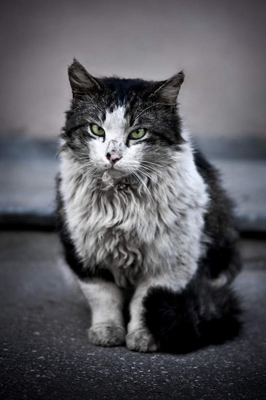 无人,蹲,竖图,室外,夜晚,正面,宠物,猫,朦胧,模糊,注视,一只,白色,动物,观察,看,可爱,观看,察看,关注,猫咪,蹲着,彩图,全身