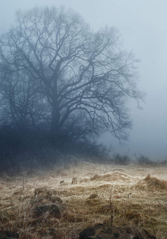 无人,竖图,黑白,室外,白天,正面,旅游,度假,美景,植物,一棵,阴影,枯萎,光线,影子,景观,枯草,枯树,枝条,娱乐,草,树,树干,树木,树枝,黄色,天空,阳光,自然,天,享受,休闲,景色,放松,生长,成长,自然风光