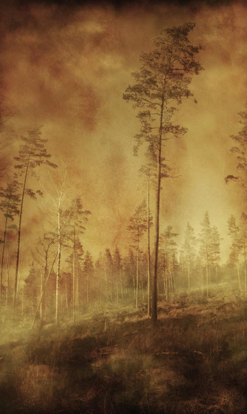 无人,竖图,室外,白天,正面,旅游,度假,美景,日落,森林,树林,植物,雾,阴影,朦胧,模糊,光线,影子,景观,晚霞,霞光,落日,娱乐,树,树木,绿色,阳光,自然,黄昏,享受,休闲,景色,彩霞,放松,生长,成长,迷雾,自然风光,夕照,大雾,夕阳,彩图,斜阳