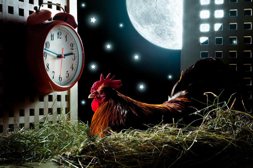 无人,农场,栏杆,坐,横图,室外,白天,侧面,畜牧业,牧场,草地,草坪,植物,门,鸡,闹钟,时间,标志,时钟,数字,文字,字符,月亮,星星,围栏,稻草,月光,计时,注视,标识,护栏,家禽,草,一只,绿色,动物,门框,钟表,观察,看,表,阿拉伯数字,栖息,牲畜,观看,明亮,恒星,察看,昏暗,关注,鸡窝,畜牧,牧业,皎洁,灰暗,晦暗,栖身,钟,公鸡,坐着,彩图,全身