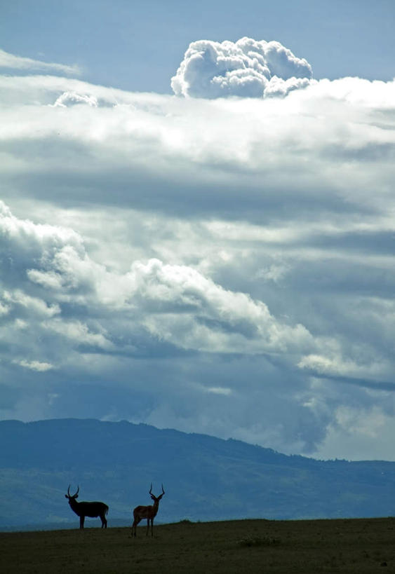 无人,竖图,室外,白天,正面,幸福,草地,草坪,植物,哺乳动物,鹿,野生动物,非洲,肯尼亚,云,云朵,云彩,草,蓝色,绿色,白云,蓝天,天空,动物,天,可爱,活泼,晴朗,宁静,吉祥,进取,角鹿,阿非利加洲,肯尼亚共和国,晴空,驯鹿,彩图