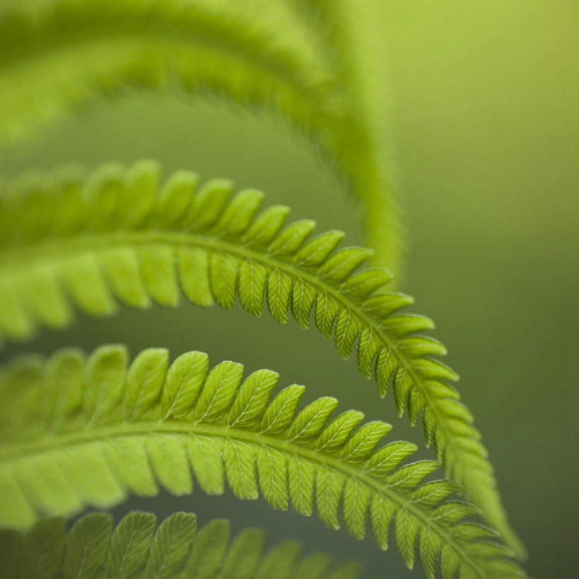 无人,方图,俯视,室外,特写,白天,植物,叶子,阴影,生气,朦胧,模糊,光线,影子,绿叶,绿色,阳光,嫩叶,活力,朝气,生长,成长,生机,希望,叶,叶片,彩图,高角度拍摄