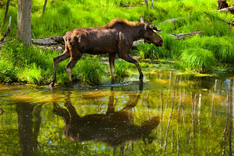 无人,横图,室外,白天,正面,旅游,度假,草地,湖,湖泊,美景,森林,树林,水,植物,马,野生动物,加拿大,奔驰,阴影,光线,影子,湖面,景观,水流,水面,奔腾,娱乐,一匹,草,树,树木,绿色,阳光,自然,动物,湖水,奔跑,享受,休闲,景色,放松,运输,牲畜,生长,成长,北美,北美洲,自然风光,美洲,飞驰,疾驰,北亚美利加洲,亚美利加洲,半身,彩图
