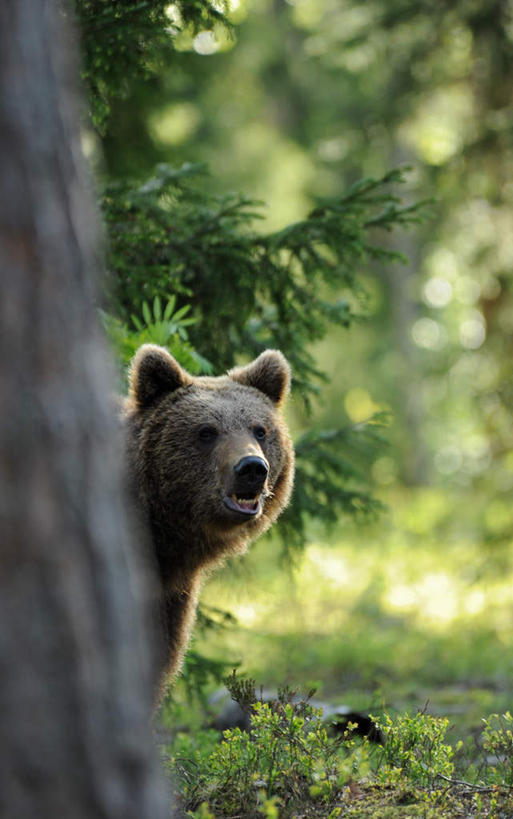 无人,站,竖图,室外,白天,正面,草地,草坪,美景,植物,野生动物,熊,阴影,朦胧,模糊,光线,影子,景观,扭头,注视,草,树,树木,一只,绿色,阳光,自然,动物,观察,看,站着,张嘴,转头,景色,生长,成长,观看,察看,关注,自然风光,凶猛,张大嘴巴,警惕,戒备,警觉,警悟,警醒,残暴,凶残,张开嘴,棕熊,马熊,站立,半身,彩图