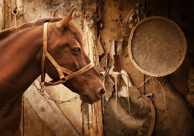 无人,站,横图,室外,白天,正面,马,野生动物,阴影,光线,影子,注视,一匹,阳光,动物,容器,观察,看,站着,运输,牲畜,观看,储藏,察看,缰绳,储存,关注,站立,半身,彩图,贮存