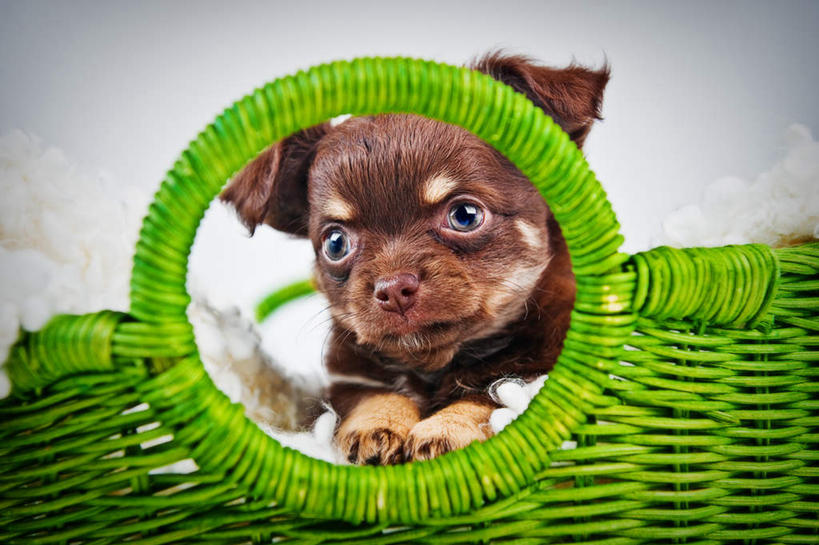 脸,头,脸颊,无人,横图,室内,白天,仰视,宠物,狗,阴影,朦胧,模糊,新鲜,光线,篮子,影子,塑料,菜篮,注视,一只,绿色,阳光,动物,塑料制品,观察,看,趴着,可爱,观看,青春,察看,生命,关注,和平,安详,忠诚,冷色,头部,脸部,脸蛋,面部,犬,趴,半身,彩图,低角度拍摄