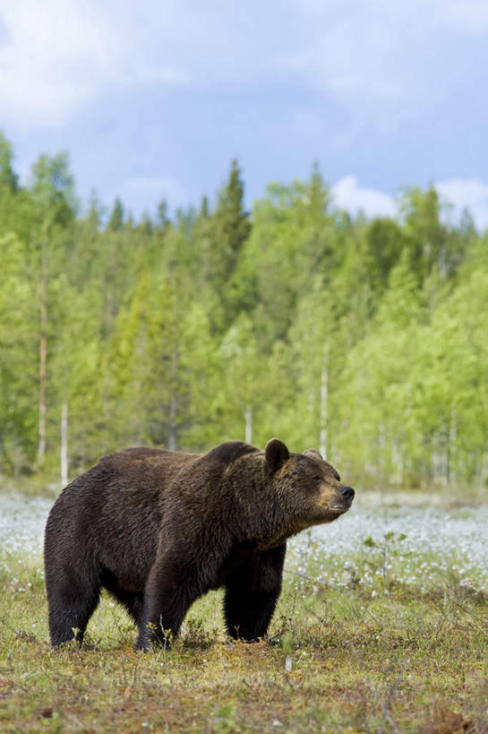 无人,动物园,站,竖图,室外,白天,侧面,草地,草坪,湖,湖泊,美景,水,植物,野生动物,熊,欧洲,俄罗斯,亚洲,阴影,波纹,光线,影子,湖面,景观,水流,水面,云,云朵,云彩,注视,草,树,树木,一只,蓝色,绿色,白云,蓝天,水纹,天空,阳光,自然,动物,波浪,湖水,天,观察,看,站着,景色,生长,晴朗,成长,观看,察看,关注,自然风光,凶猛,野生动物园,俄联邦,俄罗斯联邦,残暴,凶残,晴空,棕熊,马熊,站立,彩图,全身