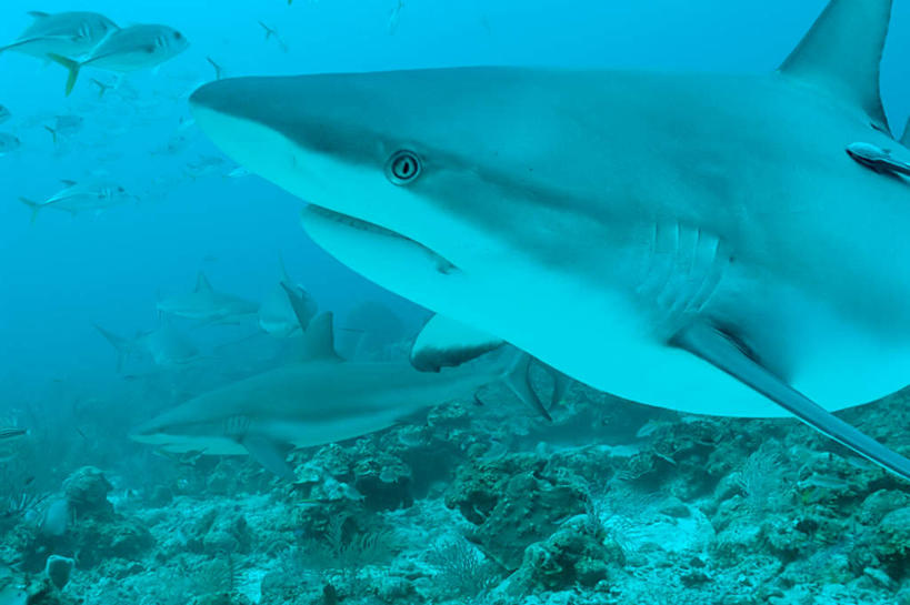 游泳,无人,横图,室外,白天,侧面,海浪,海洋,礁石,石头,美景,鲨鱼,野生动物,许多,鱼,石子,景观,浪花,鱼类,自然,海水,动物,景色,自然风光,凶猛,海景,泅水,拍浮,加勒比礁鲨,残暴,凶残,大海,风浪,海,海水的波动,礁,近岸浪,石块,岩石,涌浪,半身,彩图