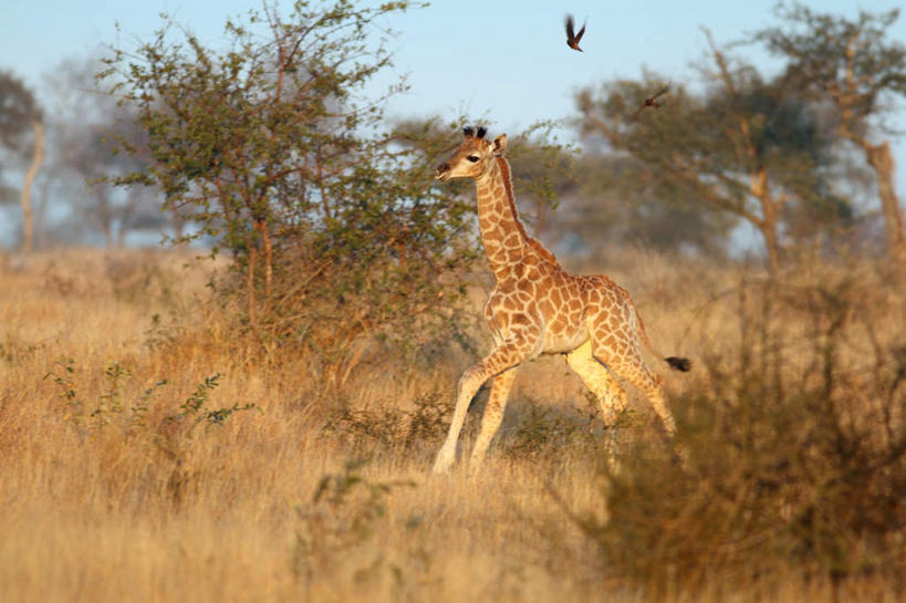 无人,动物园,跳,横图,室外,白天,侧面,草地,草坪,美景,植物,哺乳动物,长颈鹿,鸟,野生动物,非洲,南非,伸展,张开,展翅,阴影,飞行,光线,翅膀,鸟类,影子,景观,半空,草,树,树木,一只,蓝色,绿色,蓝天,天空,阳光,自然,动物,天,奔跑,景色,活泼,生长,晴朗,成长,自然风光,张开翅膀,万里无云,野生动物园,阿非利加洲,南非共和国,展开翅膀,晴空,晴空万里,跳跃,彩图,全身