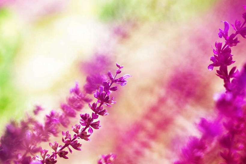 无人,家庭,横图,室外,特写,白天,正面,旅游,度假,智慧,美景,许多,朦胧,模糊,盛开,景观,花蕾,娱乐,花,花瓣,花朵,鲜花,粉色,自然,花苞,花蕊,享受,休闲,景色,放松,鼠尾草,自然风光,理性,墨西哥鼠尾草,紫绒鼠尾草,彩图