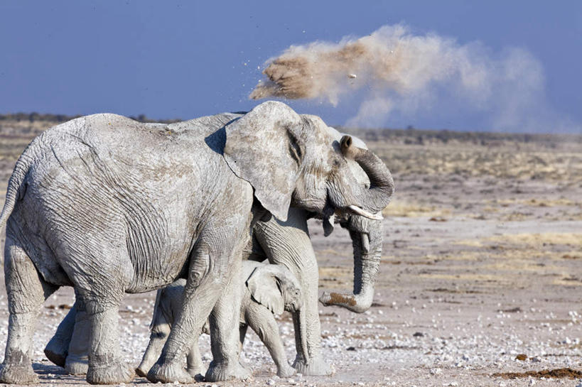 无人,家庭,公园,站,走,横图,室外,白天,侧面,荒凉,哺乳动物,大象,野生动物,非洲,纳米比亚,阴影,光线,影子,非洲象,地面,蓝色,蓝天,天空,阳光,动物,天,站着,温暖,温馨,一家人,三头,晴朗,尘土,和睦,国家公园,烟尘,万里无云,埃托沙公园,埃托沙国家公园,纳米比亚共和国,荒地,荒芜,晴空,晴空万里,象,步行,散步,站立,走路,彩图,全身,融洽
