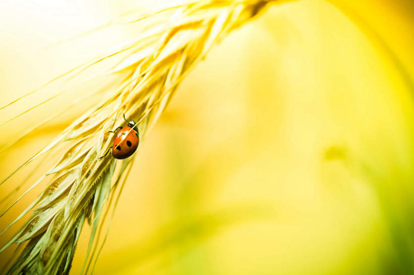 无人,横图,俯视,室外,白天,旅游,度假,农作物,小麦,美景,瓢虫,朦胧,模糊,昆虫,斑点,景观,谷物,娱乐,一只,自然,动物,趴着,享受,休闲,稻谷,稻子,景色,放松,麦子,自然风光,益虫,七星瓢虫,花大姐,趴,彩图,高角度拍摄,全身
