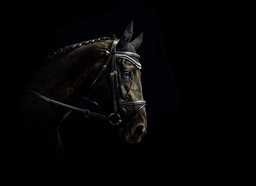 无人,站,横图,室内,白天,侧面,马,野生动物,黑色背景,注视,一匹,动物,低头,观察,看,站着,运输,摄影,牲畜,影棚,观看,察看,缰绳,关注,站立,半身,彩图,影棚拍摄,拍摄