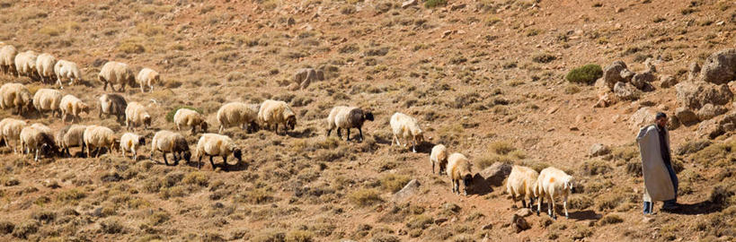 一个人,站,横图,室外,白天,旅游,度假,美景,植物,羊,仅一个男性,仅一个人,仅一个中年男性,一群,许多,阴影,枯萎,光线,影子,景观,枯草,很多,牧羊人,注视,娱乐,草,背面,黄色,阳光,自然,动物,低头,观察,看,站着,享受,休闲,家畜,景色,放松,牲畜,观看,察看,关注,自然风光,男人,男性,中年男性,绵羊,站立,彩图,全身