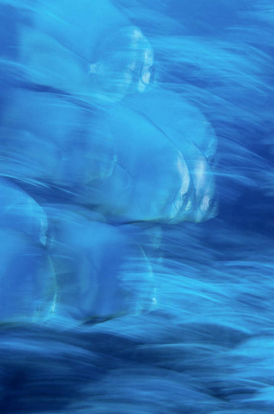 游泳,海鲜,无人,竖图,室外,白天,正面,海底,水下,海浪,海洋,巴布亚新几内亚,许多,波纹,鱼,浪花,水底,涟漪,水产,鱼类,海洋生物,水纹,海水,波浪,海底世界,蝙蝠鱼,水生动物,海产品,大洋洲,水生物,海景,海底动物,水晕,泅水,拍浮,巴布亚新几内亚独立国,大海,风浪,海,海床,海水的波动,近岸浪,涌浪,彩图,全身