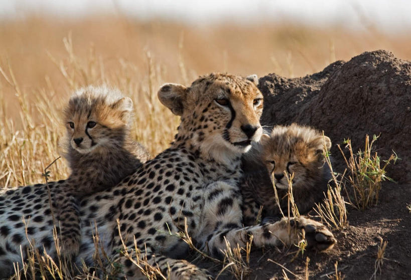 无人,家庭,公园,动物园,闭眼,睡,横图,室外,白天,正面,草地,草坪,美景,植物,野生动物,非洲,坦桑尼亚,三只,景观,注视,草,树,树木,绿色,自然,动物,观察,看,趴着,温暖,温馨,一家人,景色,生长,成长,观看,和睦,察看,国家公园,关注,自然风光,美洲豹,凶猛,警惕,野生动物园,东非,塞伦盖蒂国家公园,坦桑尼亚联合共和国,戒备,警觉,警悟,警醒,美洲虎,残暴,凶残,闭眼睛,闭着眼,闭着眼睛,困,困觉,趴,寝息,睡觉,半身,彩图,融洽