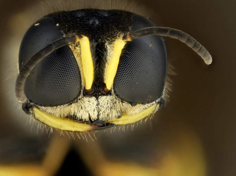 无人,站,横图,室外,特写,白天,正面,椅子,阴影,朦胧,模糊,光线,昆虫,影子,注视,阳光,动物,观察,看,站着,观看,厌恶,察看,关注,黄蜂,益虫,胡蜂,马蜂,蚂蜂,讨厌,站立,半身,彩图