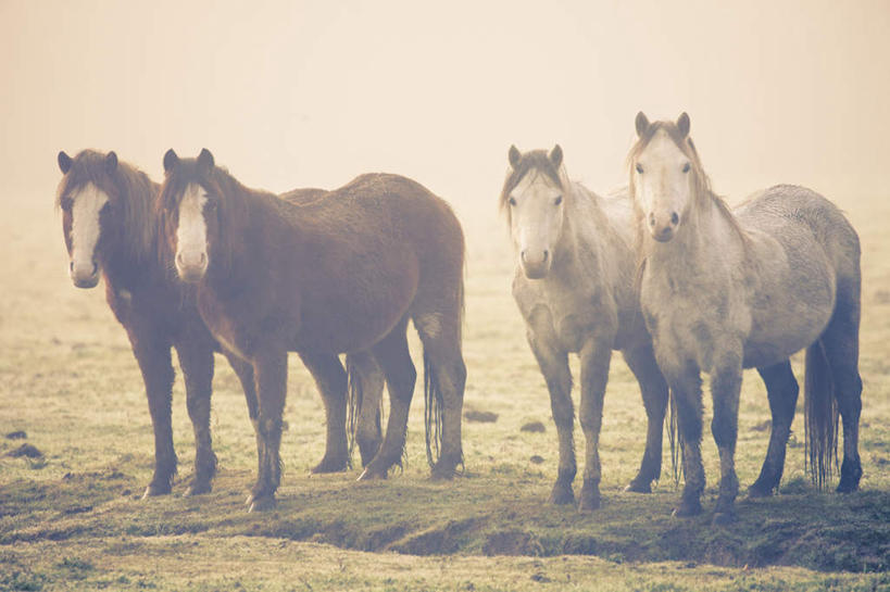 无人,站,横图,室外,白天,正面,草地,草坪,荒凉,植物,马,野生动物,四只,阴影,光线,影子,荒野,褐色,草,绿色,白色,阳光,动物,站着,运输,牲畜,荒原,冷落,荒芜,站立,彩图,全身