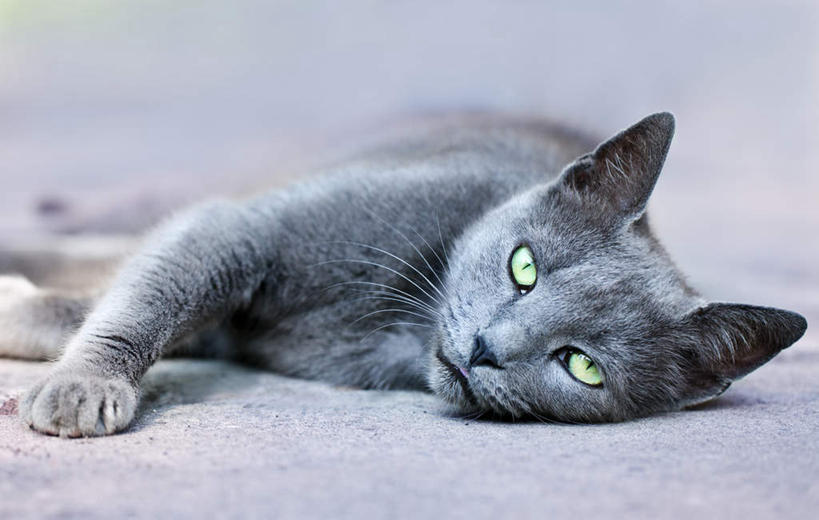 无人,躺,横图,室外,白天,正面,宠物,猫,注视,一只,灰色,动物,观察,看,可爱,观看,察看,关注,猫咪,缅因库恩猫,缅因猫,躺着,彩图,全身