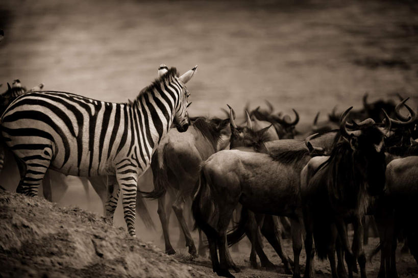 无人,站,横图,黑白,室外,白天,侧面,旅游,度假,美景,斑马,马,野生动物,羊,非洲,肯尼亚,许多,羚羊,景观,很多,娱乐,自然,动物,站着,享受,休闲,景色,放松,可爱,牲畜,活泼,自然风光,阿非利加洲,肯尼亚共和国,站立,半身