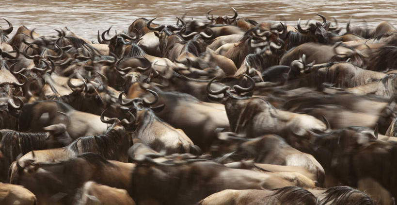 无人,横图,俯视,室外,白天,旅游,度假,河流,美景,水,牛,非洲,肯尼亚,一群,阴影,反射,影子,河水,景观,水流,娱乐,自然,动物,享受,休闲,家畜,景色,放松,牲畜,自然风光,牛角,阿非利加洲,肯尼亚共和国,半身,彩图,高角度拍摄