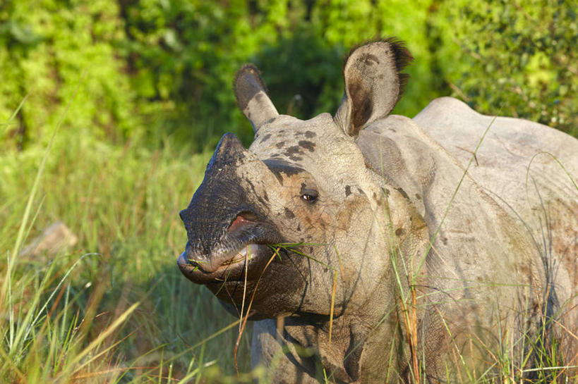 眼睛,鼻子,嘴,耳朵,无人,站,横图,室外,白天,正面,旅游,度假,草地,草坪,美景,树林,植物,野生动物,一头,阴影,光线,影子,景观,娱乐,草,树,树木,绿色,阳光,自然,动物,站着,享受,休闲,景色,放松,眼部,生长,成长,自然风光,凶猛,残暴,凶残,鼻,鼻孔,耳,耳部,口,口腔,眼,嘴巴,嘴唇,犀牛,站立,半身,彩图