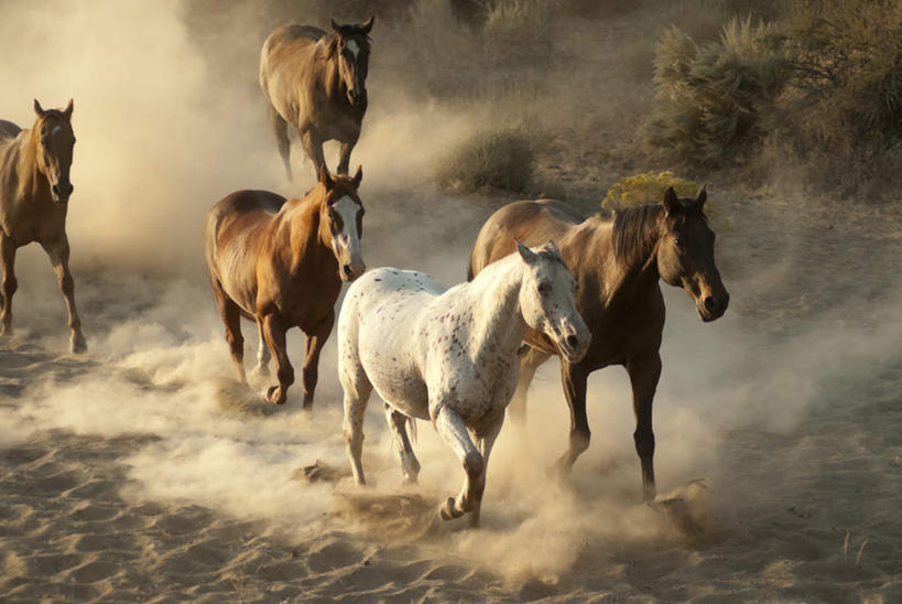 无人,横图,俯视,室外,白天,旅游,度假,草地,草坪,美景,植物,马,野生动物,许多,奔驰,阴影,漂浮,飘扬,光线,影子,景观,飘落,奔腾,娱乐,五匹,草,绿色,阳光,自然,动物,奔跑,享受,休闲,景色,放松,运输,牲畜,下沉,尘土,自然风光,飞扬,降落,飞驰,疾驰,飘零,彩图,高角度拍摄,全身