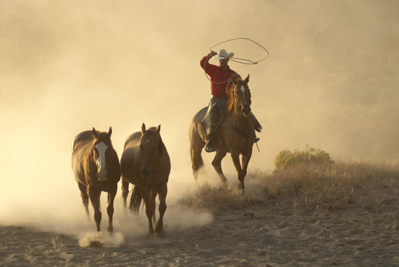 西方人,一个人,坐,横图,室外,白天,正面,旅游,度假,美景,马,野生动物,帽子,欧洲,欧洲人,仅一个男性,仅一个人,仅一个中年男性,奔驰,阴影,服装,漂浮,飘扬,光线,影子,景观,飘落,休闲装,奔腾,娱乐,衣服,阳光,自然,动物,奔跑,驾驶,行驶,享受,休闲,休闲服,牛仔帽,景色,放松,运输,服饰,牲畜,下沉,操纵,尘土,控制,自然风光,飞扬,三匹,马鞭,降落,飞驰,疾驰,操控,把持,飘零,男人,男性,中年男性,白种人,坐着,彩图,全身
