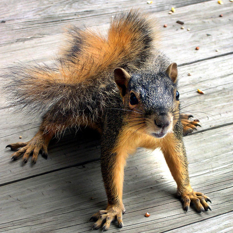 无人,方图,俯视,室外,特写,白天,地板,野生动物,阴影,光线,尾巴,影子,食品,地面,注视,木地板,食物,一只,阳光,动物,松鼠,观察,看,趴着,可爱,活泼,观看,察看,蓬松,关注,疏松,趴,抬头,仰头,彩图,高角度拍摄,全身