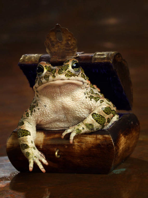 无人,竖图,室内,特写,白天,正面,安全,蟾蜍,野生动物,手提箱,阴影,朦胧,模糊,反射,影子,注视,一只,动物,箱子,扶,观察,看,趴着,活泼,观看,保护,察看,扶着,关注,保险,私密,密码箱,蟾,癞蛤蟆,蛤蟆,趴,彩图,全身