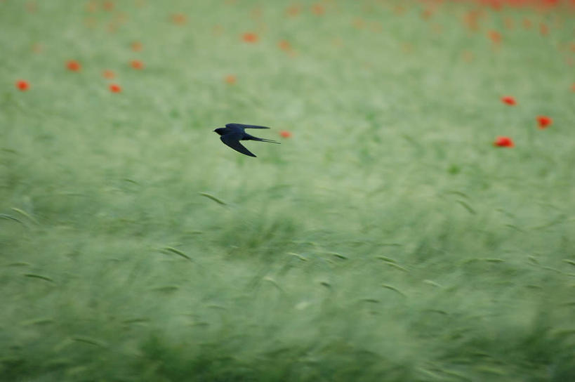 无人,横图,俯视,室外,白天,旅游,度假,草地,草坪,花海,花圃,美景,植物,罂粟,鸟,燕子,叶子,飞翔,朦胧,模糊,盛开,飞行,鸟类,景观,草药,翱翔,花蕾,娱乐,飞,中药,草,花,花瓣,花朵,花卉,鲜花,一只,绿色,自然,花丛,花束,花田,花苞,花蕊,享受,休闲,景色,放松,可爱,活泼,毒品,自然风光,药材,中草药,中药材,本草,止痛,镇静,安眠,拙燕,罂粟花,彩图,高角度拍摄,全身,益鸟