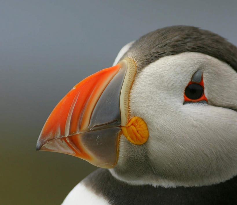 脸,头,脸颊,无人,站,横图,室外,特写,白天,侧面,形状,朦胧,模糊,扭头,注视,一只,黄色,观察,看,站着,转头,橙色,观看,察看,关注,喙,海鹦,海鹦鹉,善知鸟,海雀,形态,外形,头部,脸部,脸蛋,面部,站立,半身,彩图