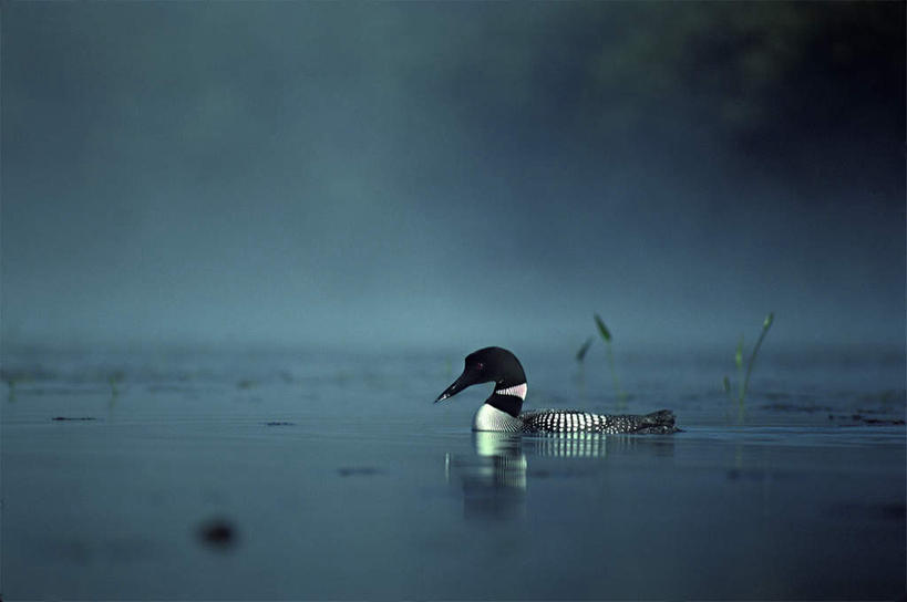 游泳,无人,横图,室外,白天,侧面,旅游,度假,日出,湖,湖泊,美景,水,太阳,雾,鸟,阴影,朦胧,模糊,反射,鸟类,影子,湖面,景观,水流,水面,朝霞,晨曦,黎明,娱乐,一只,倒影,阳光,自然,湖水,享受,休闲,景色,放松,迷雾,倒映,自然风光,潜鸟,泅水,普通潜鸟,反照,拍浮,朝阳,大雾,彩图,全身,破晓