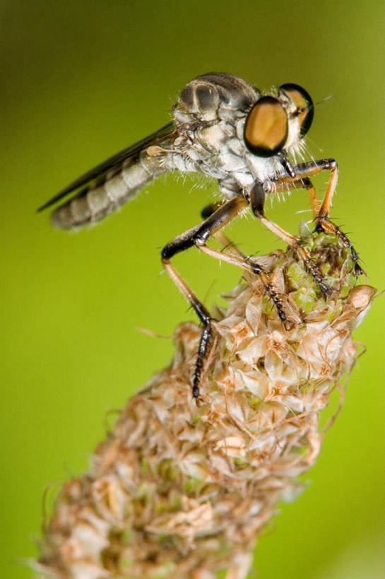 无人,站,竖图,室外,特写,白天,侧面,美景,朦胧,模糊,昆虫,景观,注视,一只,自然,动物,观察,看,站着,景色,观看,察看,关注,自然风光,益虫,豆娘,蜻蛉,站立,彩图,全身