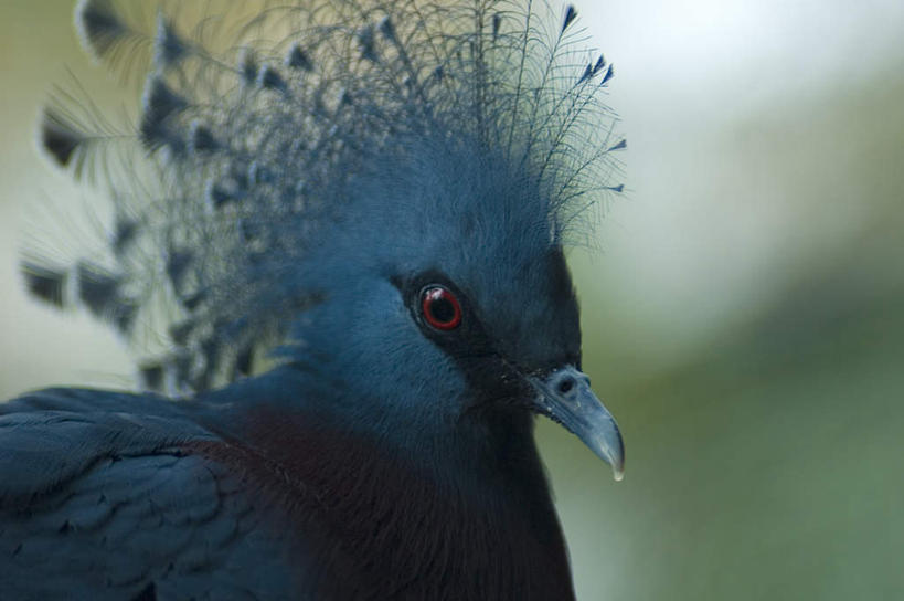 眼睛,眉毛,睫毛,无人,横图,室外,特写,白天,正面,旅游,度假,美景,鸟,巴布亚新几内亚,瞳孔,朦胧,模糊,锐利,装饰,鸟类,景观,漂亮,娱乐,一只,红色,蓝色,自然,享受,休闲,景色,放松,靓丽,眼部,华丽,修饰,点缀,锋利,尖锐,自然风光,大洋洲,尖利,喙,衬托,美观,雅致,雅观,犀利,厉害,巴布亚新几内亚独立国,睫,眉,眼,眼睫毛,眼眉,半身,彩图,眼眉毛