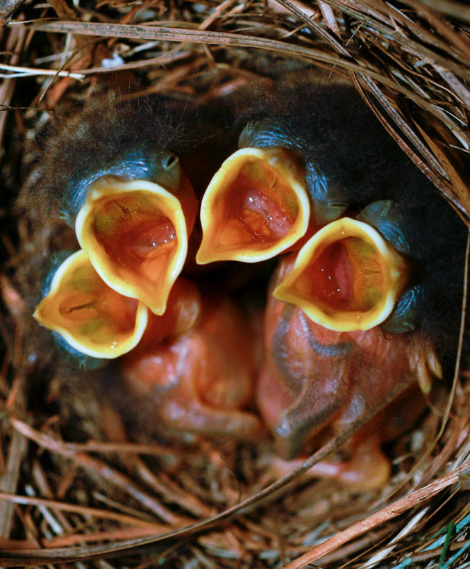 无人,闭眼,竖图,俯视,室内,白天,纯洁,鸟,四只,雏鸟,鸟类,鸟巢,拥挤,张嘴,可爱,童年,童趣,张大嘴巴,童真,烂漫,无邪,天真,张开嘴,闭眼睛,闭着眼,闭着眼睛,彩图,高角度拍摄,全身