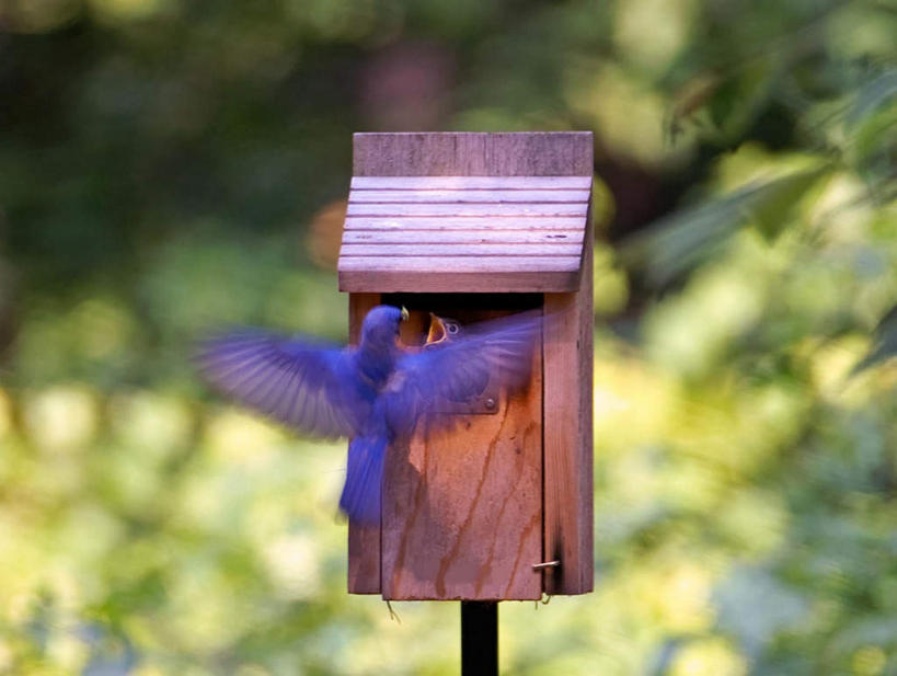 无人,母亲,儿子,横图,室外,白天,正面,纯洁,植物,鸟,叶子,喂食,飞行,雏鸟,鸟类,哺育,鸟巢,绿叶,树,树木,蓝色,绿色,自然,张嘴,两只,母子,嫩叶,可爱,母爱,童年,童趣,生长,成长,养育,张大嘴巴,童真,烂漫,无邪,哺养,天真,叶,叶片,张开嘴,彩图,全身