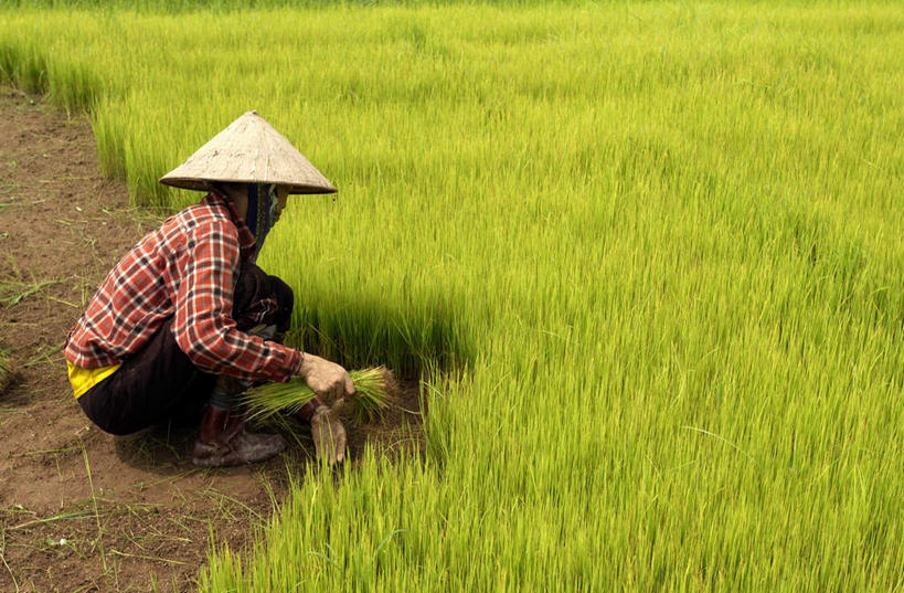 东方人,一个人,农田,蹲,横图,室外,白天,侧面,农业,庄稼,农作物,帽子,亚洲,仅一个女性,仅一个人,握,服装,朦胧,模糊,草帽,稻田,谷物,水稻,拿,拿着,注视,休闲装,黄种人,稻,衣服,观察,看,仅一个中年女性,休闲,休闲服,握着,服饰,观看,察看,关注,插秧,女人,女性,中年女性,亚洲人,蹲着,彩图,全身,耕地,庄稼田