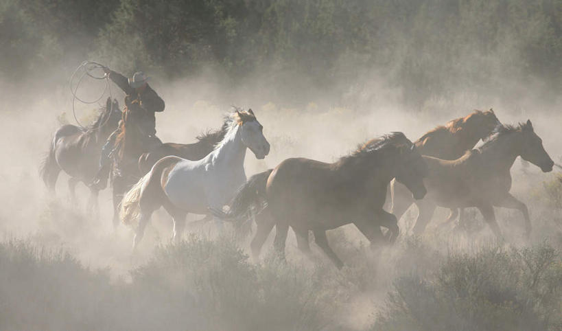 西方人,一个人,坐,横图,室外,白天,正面,草地,草坪,植物,马,野生动物,帽子,欧洲,欧洲人,仅一个男性,仅一个人,许多,奔驰,握,服装,拿,拿着,注视,休闲装,奔腾,草,仅一个年轻男性,衣服,绿色,动物,奔跑,观察,看,休闲,休闲服,牛仔帽,握着,运输,服饰,牲畜,观看,尘土,察看,关注,马鞭,鞭子,飞驰,疾驰,男人,男性,年轻男性,白种人,坐着,彩图,全身