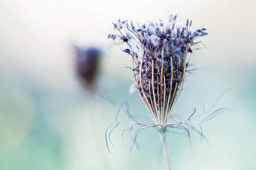 无人,横图,室内,白天,正面,旅游,度假,安全,美景,朦胧,模糊,平静,盛开,景观,野花,花蕾,娱乐,花,花瓣,花朵,鲜花,紫色,自然,花苞,花蕊,一束,享受,休闲,景色,放松,宁静,自然风光,和平,安详,太平,安适,安好,宁靖,彩图