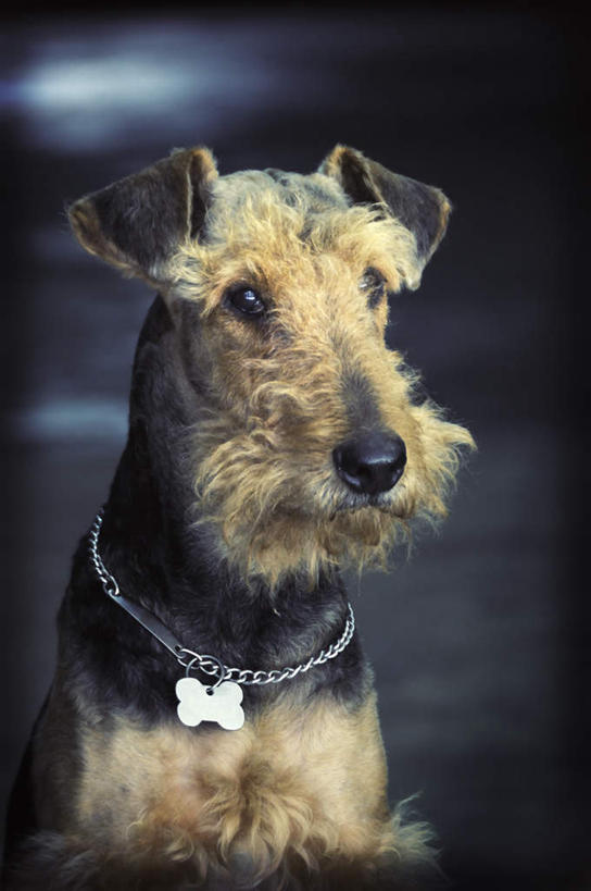 鼻子,无人,坐,竖图,室内,白天,正面,宠物,狗,一条,装饰,梗犬,注视,苏格兰梗,亚伯丁梗,黄色,黑色,动物,观察,看,可爱,观看,华丽,修饰,杂乱,点缀,察看,混乱,关注,忠诚,衬托,美观,雅致,雅观,紊乱,芜杂,鼻,鼻孔,项圈,犬,坐着,半身,彩图