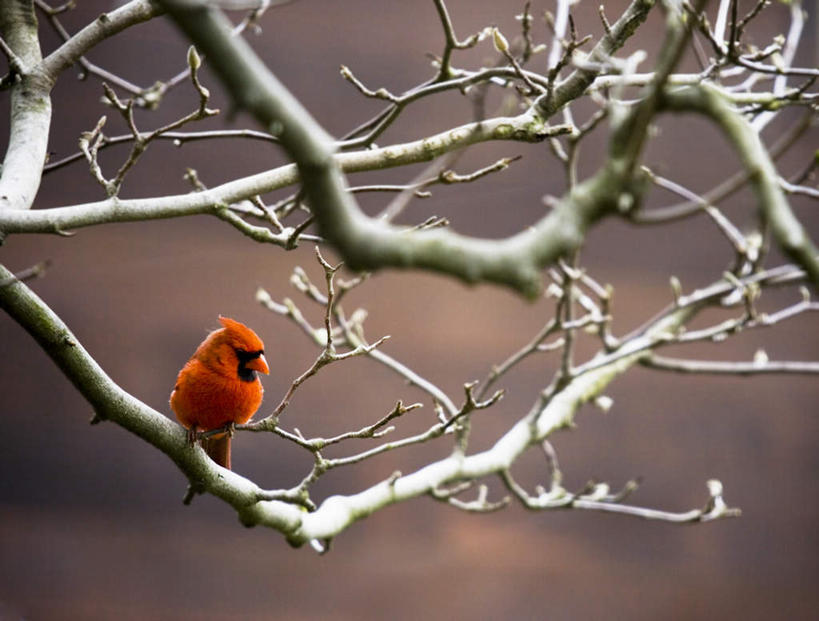 无人,蹲,横图,室外,白天,正面,美景,植物,鸟,鸟类,景观,枝条,注视,树,树木,树枝,一只,红色,绿色,自然,观察,看,景色,生长,成长,观看,察看,关注,自然风光,警惕,红衣主教鸟,主红雀,红衣主教蜡嘴鸟,主教鸟,戒备,警觉,警悟,警醒,虬枝,枝杈,蹲着,彩图,全身