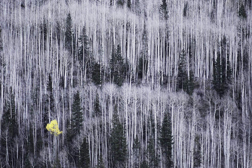 无人,横图,俯视,航拍,室外,白天,安全,美景,森林,树林,雪,植物,大雪,美国,许多,平静,积雪,景观,雪景,冬季,冬天,树,树木,绿色,自然,景色,冷,生长,成长,宁静,北美,北美洲,鸟瞰,自然风光,美洲,和平,安详,白杨,北亚美利加洲,亚美利加洲,太平,安适,安好,宁靖,圣胡安山脉,孤苦,伶仃,孤单,孤独,彩图,高角度拍摄