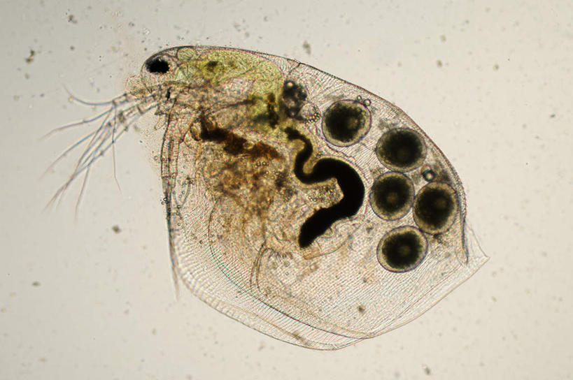 无人,横图,室外,白天,侧面,仪器,野生动物,微生物,检查,透明,反射,分析,科学,细菌,水蚤,显微镜,动物,观察,清晰,探索,放大,观看,仔细,透镜,凸透镜,聚焦,关注,病菌,光学,清楚,传染,通明,彩图,全身