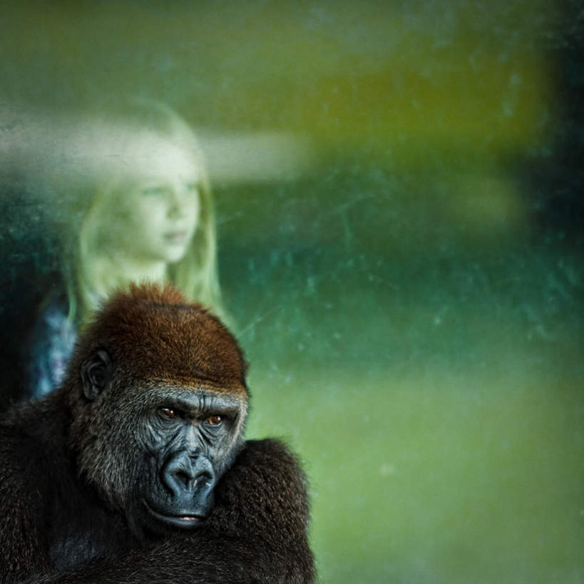 西方人,儿童,一个人,站,坐,方图,室内,白天,正面,纯洁,猩猩,玻璃,欧洲,欧洲人,仅一个女性,仅一个人,注视,玻璃制品,小孩,观察,看,站着,仅一个小孩,可爱,童年,童趣,凝视,观看,察看,关注,大猩猩,凝望,童真,烂漫,无邪,苏格兰低地大猩猩,金刚猩猩,西部大猩猩,谛视,天真,女孩,女人,女性,白种人,孩子,站立,坐着,半身,彩图,女生